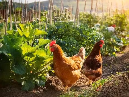 recherche terrain location