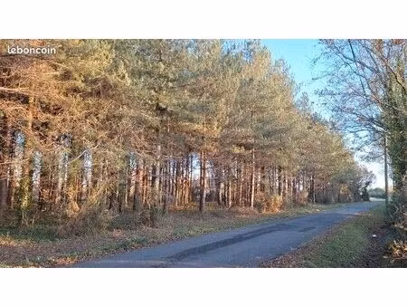 jolie forêt de sapins de 5020m²
