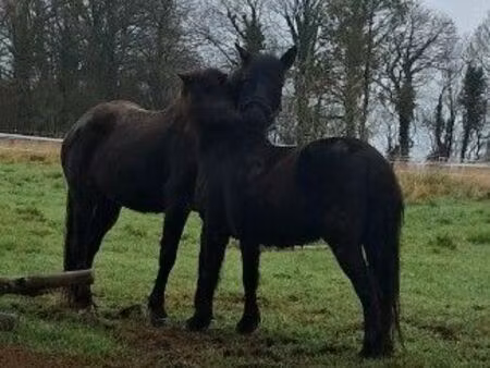 recherche terrain chevaux
