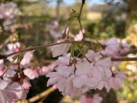 recherche terrain pour potager et ruches