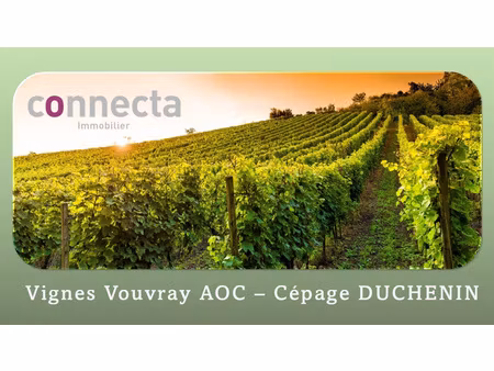 à vendre 5 hectares de vignes aoc vouvray rochecorbon