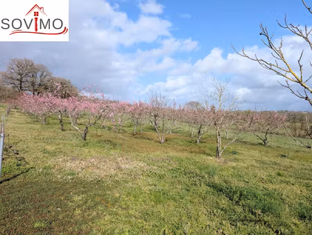 verger avec des arbres fruitiers