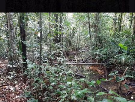 terrain vierge roura