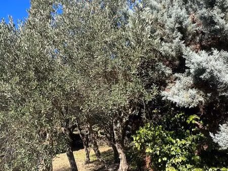 location chambre dans villa 240m2 montferrier