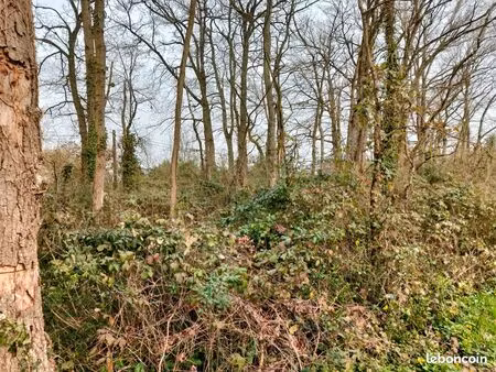 parcelles de bois