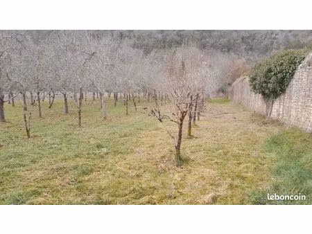 verger en pleine production