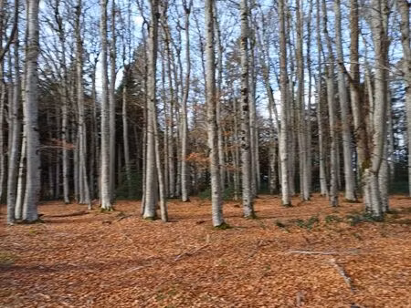 cherche parcelle de bois