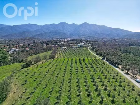 mas et production d'huile d'olive à montesquieu des albères