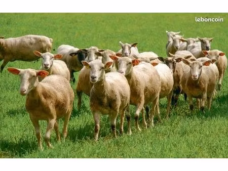 recherche terrains agricole