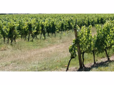 a libourne - proprièté viticole