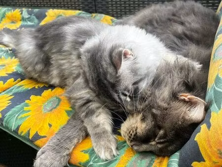 recherche garage à plougastel daoulas