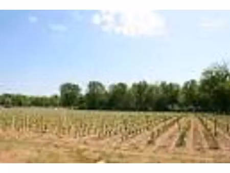 vente terrain 515 m² cérons (33720)