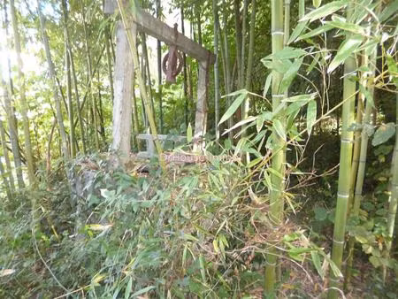 terrain de 1200 m2  parcelle boisée en coteau exposition sud avec 1 piuts