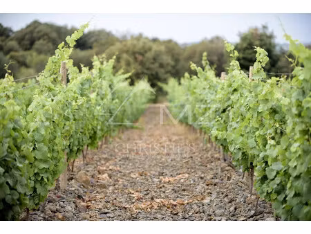 vente propriété viticole