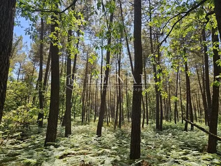 intéressante propriété forestière de 20 ha dans la sarthe