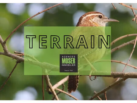 vente terrain 7099 m² angresse (40150)