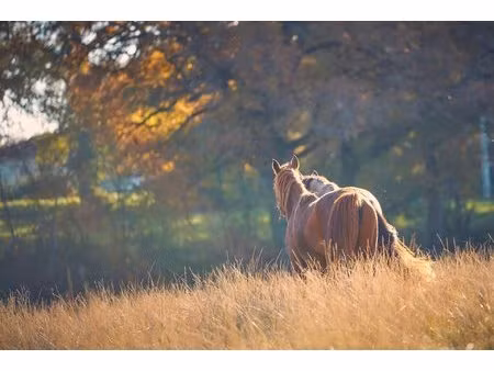 propriété d'exception  prairies  étang  chalets