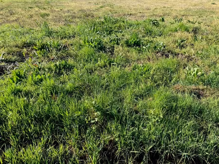 vente terrain 1250 m² à bercloux (17770)  28 500 €