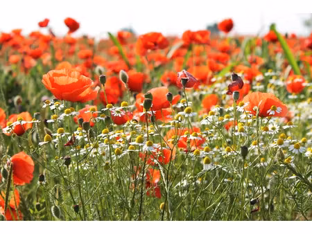 vente terrain 763 m² à grézac (17120)  76 300 €