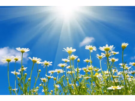 vente terrain 587 m² à breuillet (17920)  87 000 €