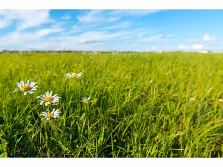 vente terrain 800 m² à semussac (17120)  136 000 €