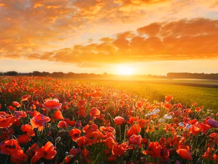 vente terrain 268 m² à royan (17200)  316 500 €