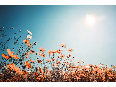 vente terrain 774 m² à saint-georges-de-didonne (17110)  286 000 €