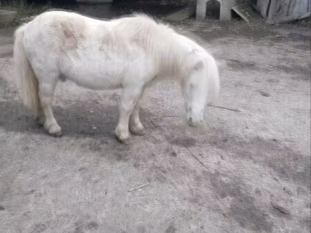 recherche propriété équestre en location avec promesse d achat ensuite