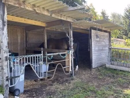 pature à louer (avec jument )