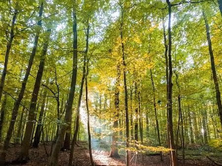 cherche bois/foret accessible voiture