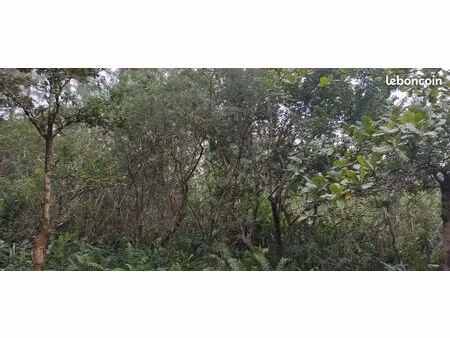 terrain 1400m2 / 109990 / st philippe/ la reunion