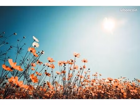 terrain 774 m² saint georges de didonne