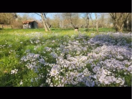 beau verger dans le jura
