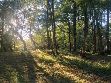 terrain bois taillis 6000m2