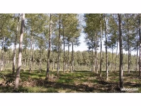 peupleraie 3ha la filhole marmande