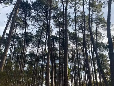 maison dans les bois