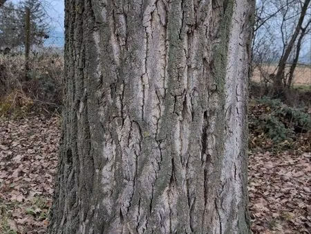 recherche forêt pour bois chauffage