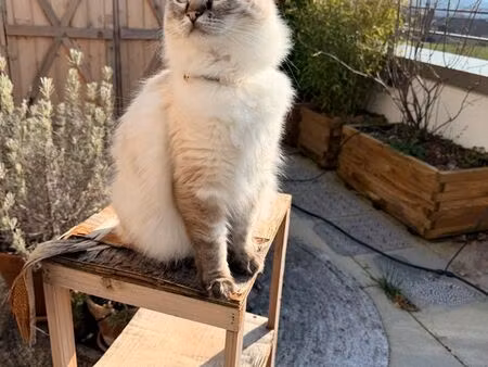 couple cadre (bosch) cherche appartement standing – secteur saverne / sarrebourg / strasbo