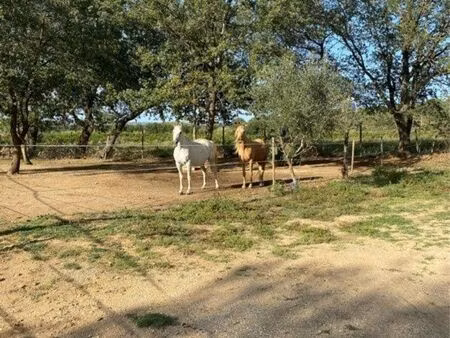 terrain pour chevaux 15000m2