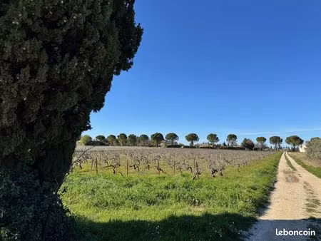 vignes à vendre