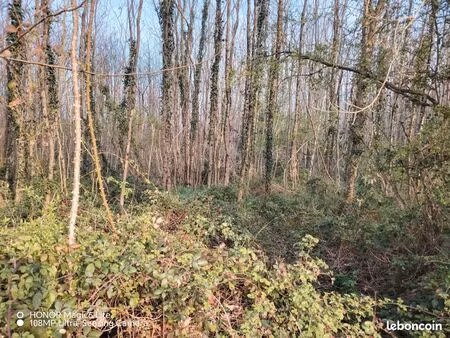 terrain avec bois de châtaignier