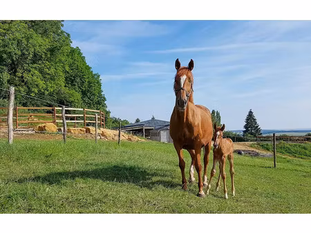 vente ferme 13 pièces 180 m² à forbach (57600)  750 000 €