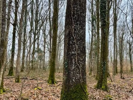 propriété forestière en centre val-de-loire - 26 hectares - loir-et-cher (41)