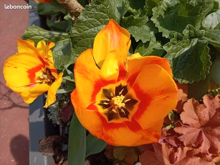 cherche maison à louer épinal.. ou proximité