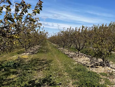 vente terrain à salses-le-château (66600) : à vendre / 103160m² salses-le-château