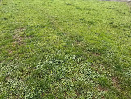 vente terrain à angrie (49440) : à vendre / 790m² angrie