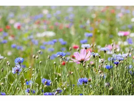 vente terrain 350 m² à pauillac (33250)  65 000 €