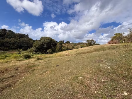 terrain à vendre sur sainte-anne - longfort immobilier