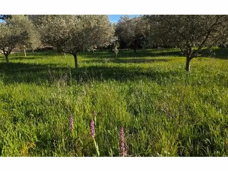 terrain pujaut m² t- à vendre  269 000 €