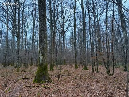 propriété forestière en bourgogne - 15 hectares - yonne (89)